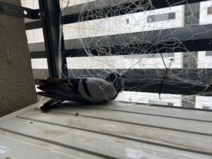 החלפת רשת במסתור כביסה