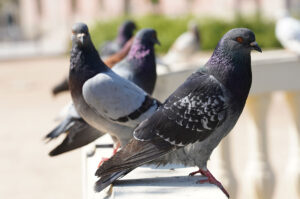 הרחקת יונים לצמיתות